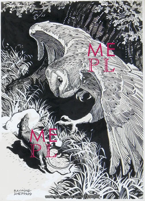 : A Barn Owl hunting a rat : A Barn Owl hunting a rat