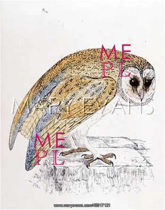 : BARN OWL (MORRIS) : BARN OWL (MORRIS)