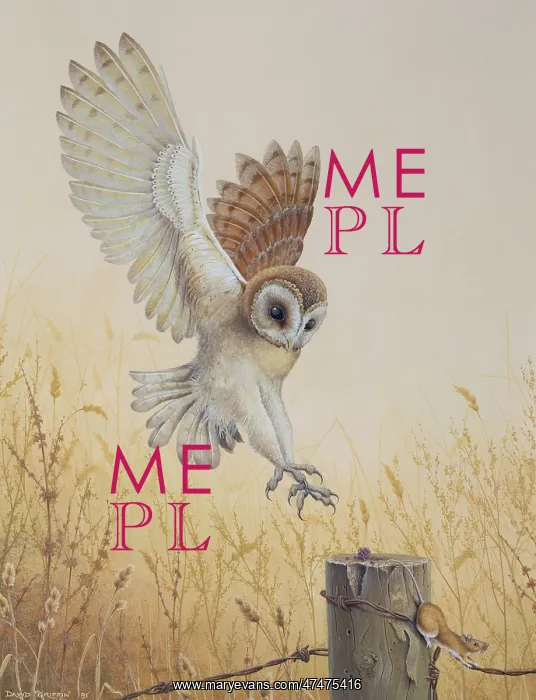 : Barn Owl with Mouse on Fence