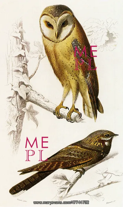  : A Barn Owl and a Nightjar