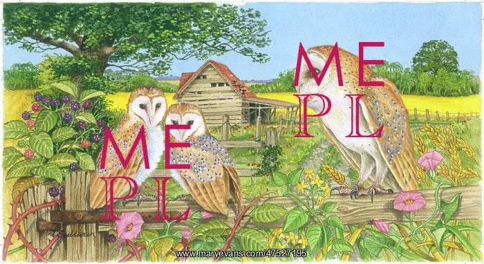 : Barn Owl and Two Owlets on a gate : Barn Owl and Two Owlets on a gate
