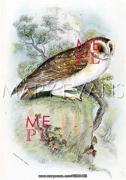  : BARN OWL (SHARPE)