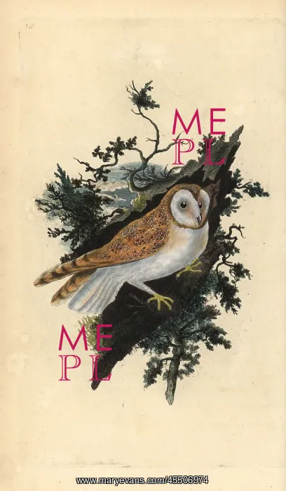 : Barn owl, Tyto alba : Barn owl, Tyto alba