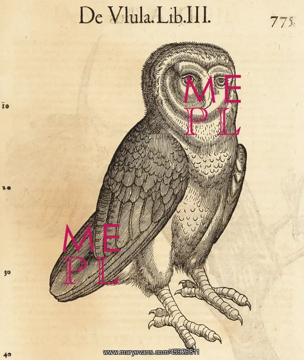 : Barn owl, Tyto alba : Barn owl, Tyto alba
