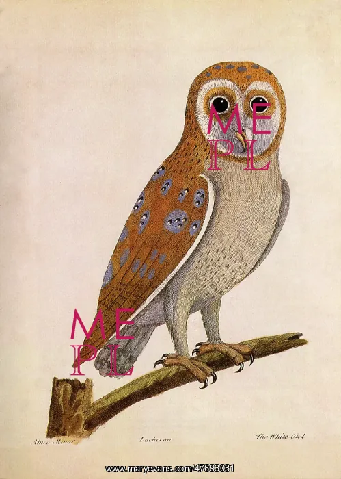  : Barn Owl, Tyto alba