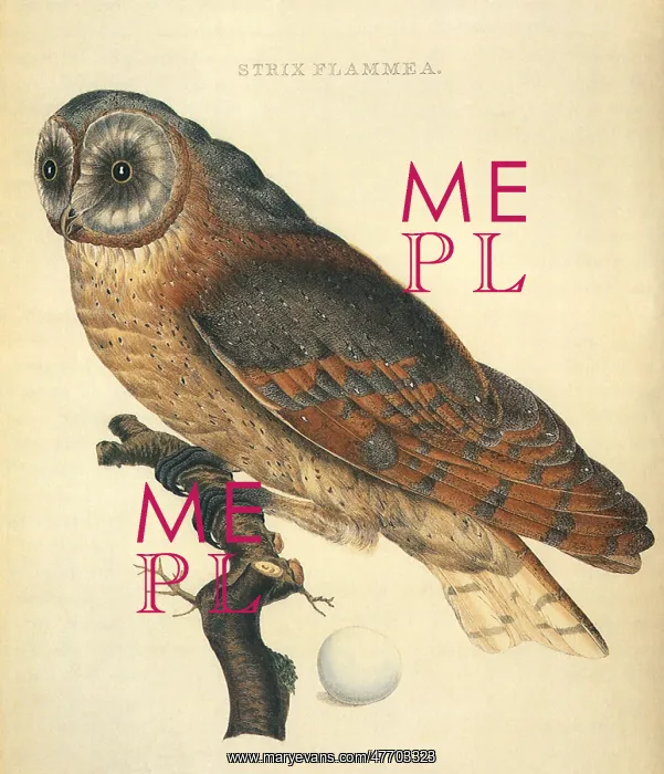  : Barn Owl, Tyto alba