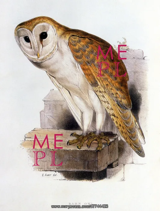 : Barn Owl (Tyto alba alba)