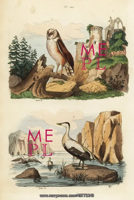 : Barn owl, Tyto alba, and eider duck, Somateria mollissima : Barn owl, Tyto alba, and eider duck, Somateria mollissima