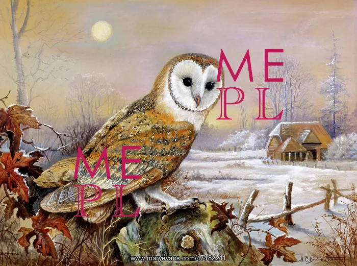  : Barn Owl in Winter with farm buildings
