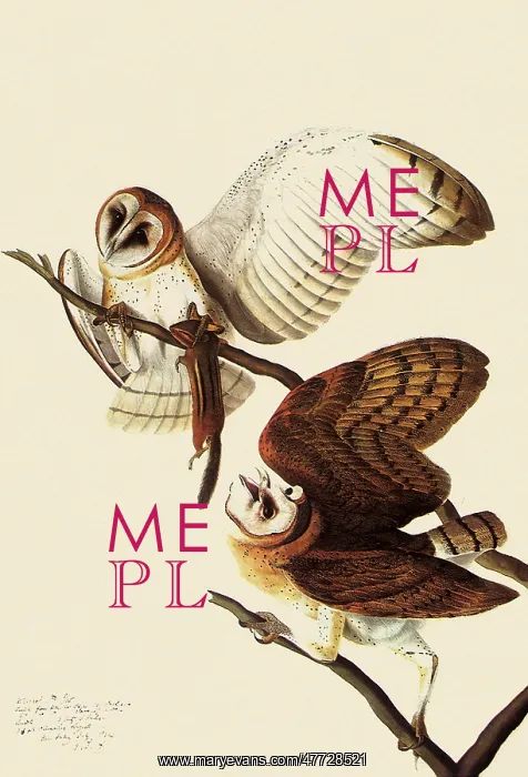  : Barn Owls