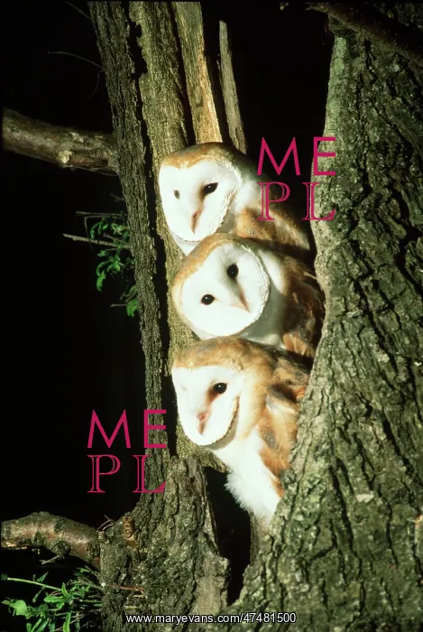  : Three Barn Owls in a Tree Stump