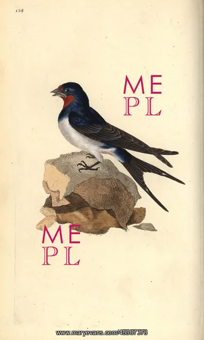 : Barn swallow, Hirundo rustica : Barn swallow, Hirundo rustica