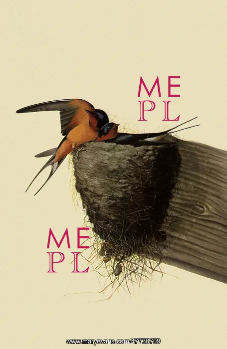  : Barn Swallows