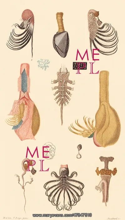  : The Barnacle Family