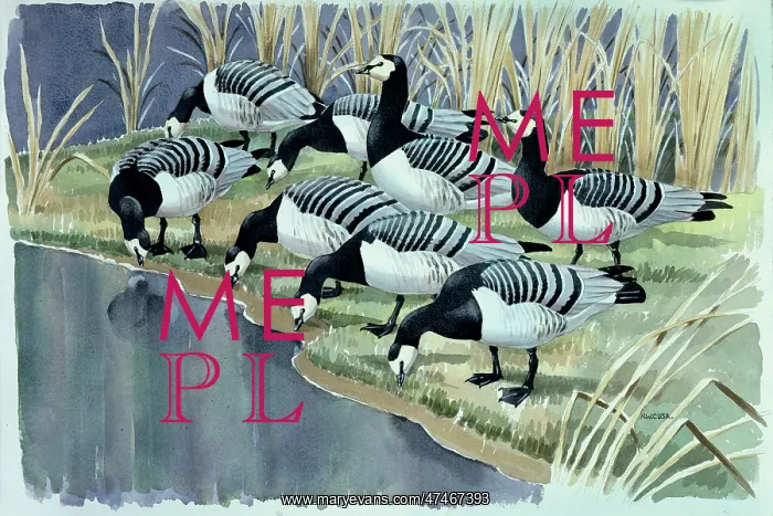  : Barnacle Geese