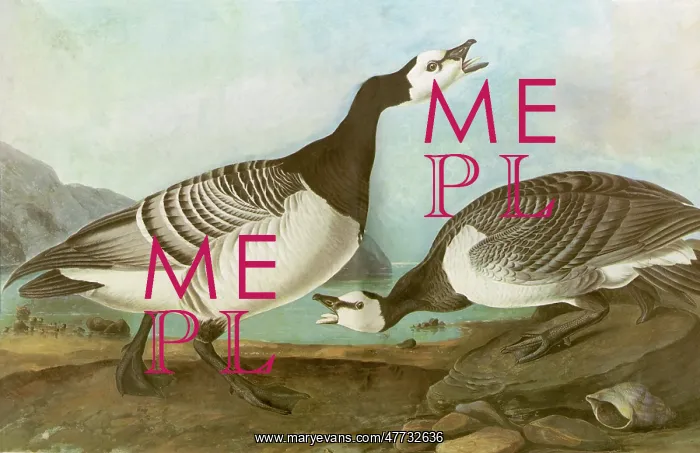  : Barnacle Geese
