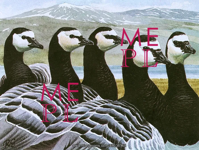 : Barnacle Geese : Barnacle Geese