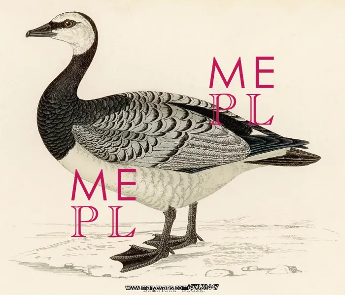  : BARNACLE GOOSE