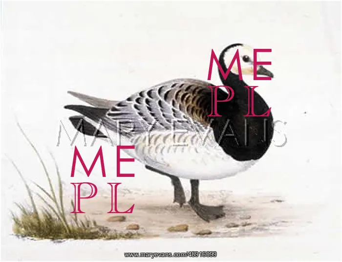  : BARNACLE GOOSE
