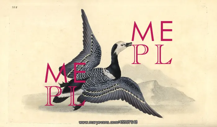 : Barnacle goose, Branta leucopsis : Barnacle goose, Branta leucopsis