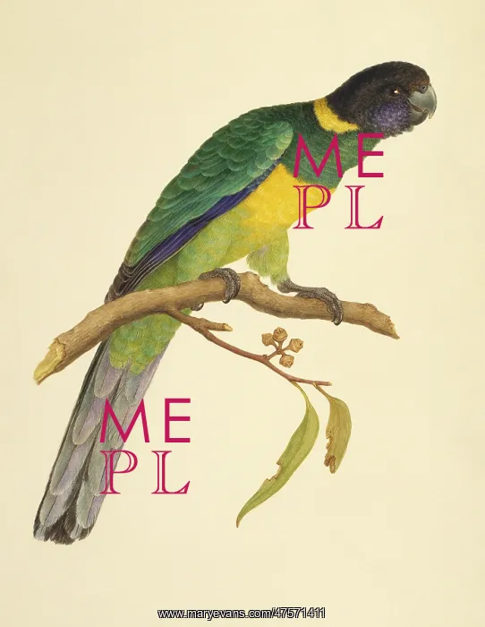 : Barnardius zonarius, Australian ringneck : Barnardius zonarius, Australian ringneck