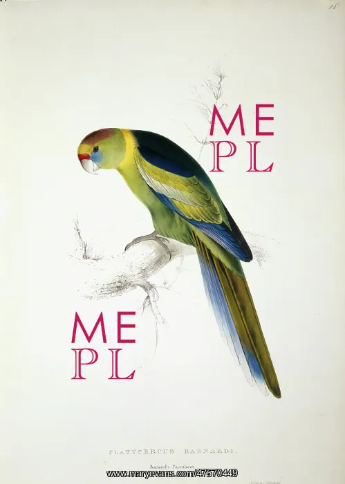 : Barnardius zonarius barnardi, Australian ringneck : Barnardius zonarius barnardi, Australian ringneck