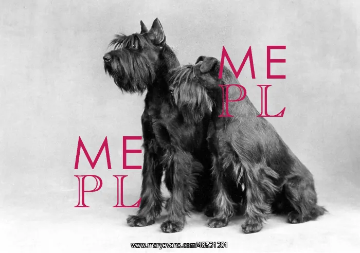 : BARNBANERA SCHNAUZER : BARNBANERA SCHNAUZER