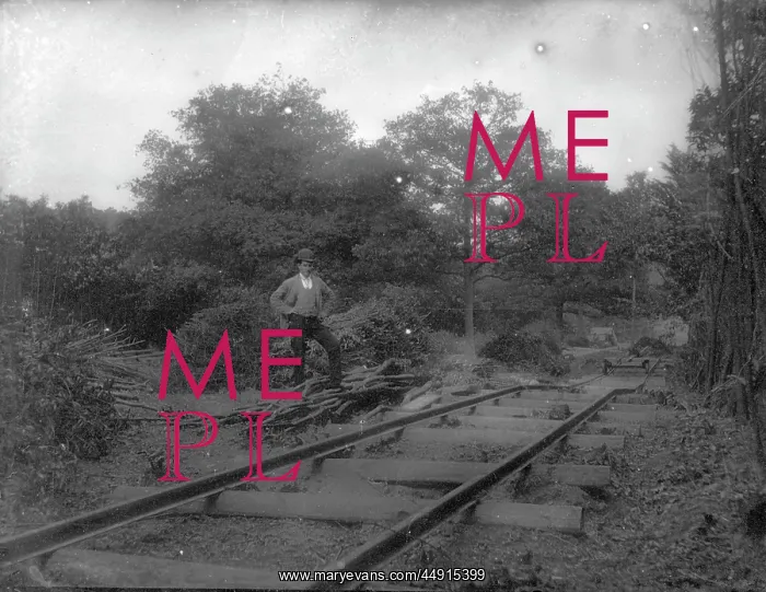 : Barnehurst railway in woods : Barnehurst railway in woods