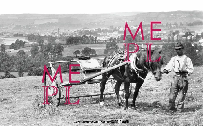  : Barnstaple, Haymaking 1890