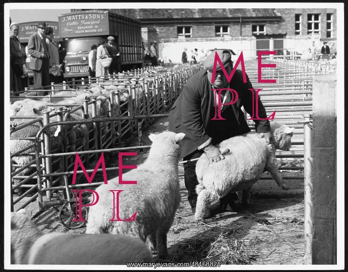 : BARNSTAPLE SHEEP MARKET : BARNSTAPLE SHEEP MARKET