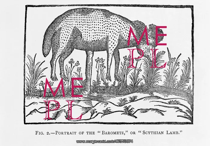 : The Barometz or Sythian Lamb : The Barometz or Sythian Lamb