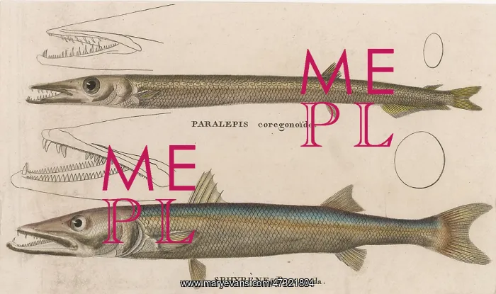  : BARRACUDA / 1860