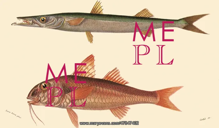  : A Barracuda and a Red Mullet