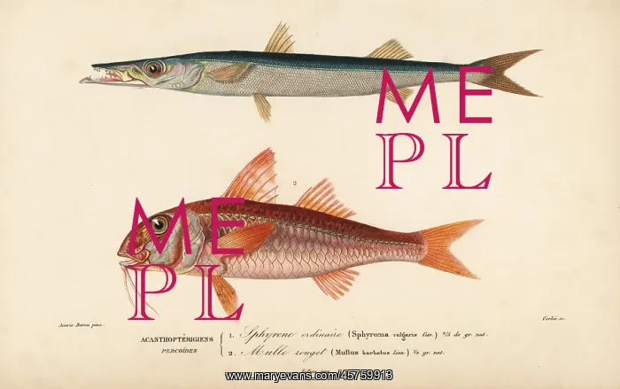 : Barracuda, Sphyraena sphyraena, and red mullet : Barracuda, Sphyraena sphyraena, and red mullet