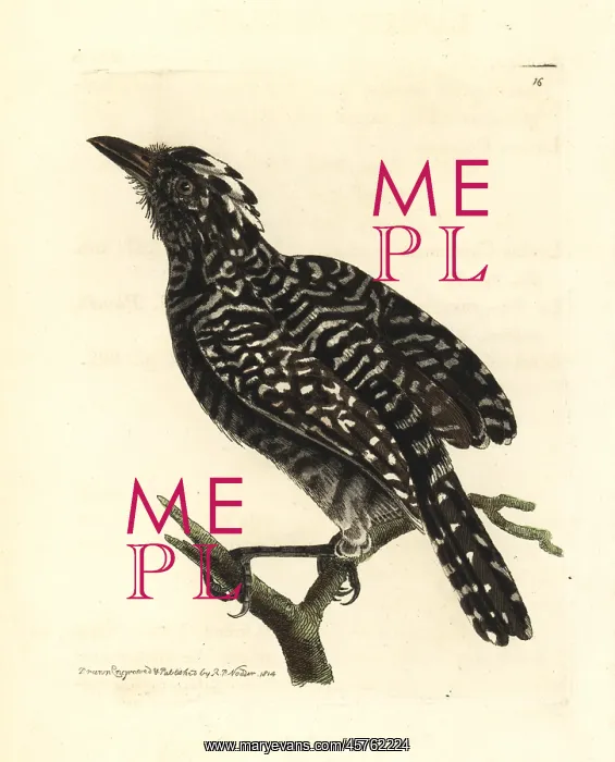 : Barred antshrike, Thamnophilus doliatus : Barred antshrike, Thamnophilus doliatus