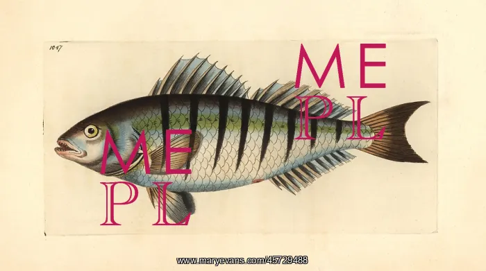: Barred grunt, Conodon nobilis : Barred grunt, Conodon nobilis
