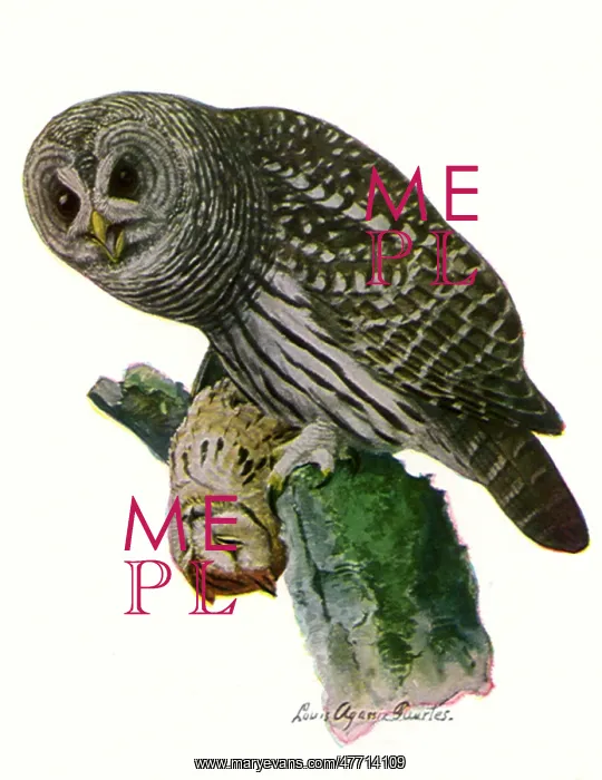  : Barred Owl