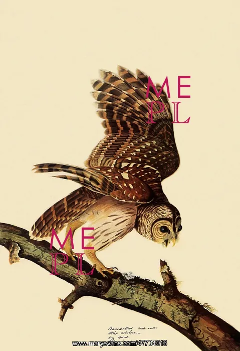  : Barred Owl