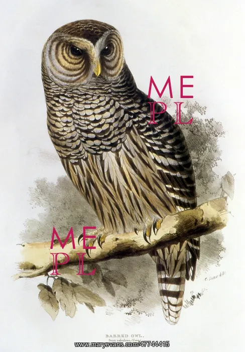  : Barred Owl (Strix varia)