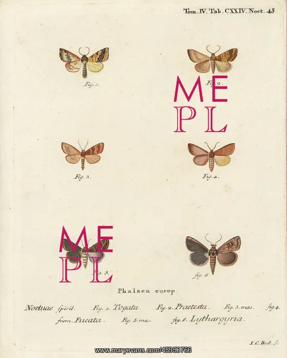 : Barred sallow and clay moth : Barred sallow and clay moth
