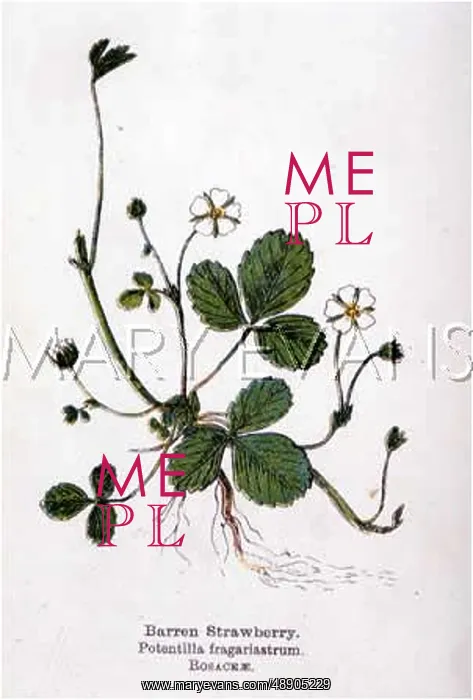 : BARREN STRAWBERRY : BARREN STRAWBERRY