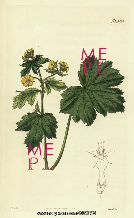: Barren strawberry, Waldsteinia geoides : Barren strawberry, Waldsteinia geoides