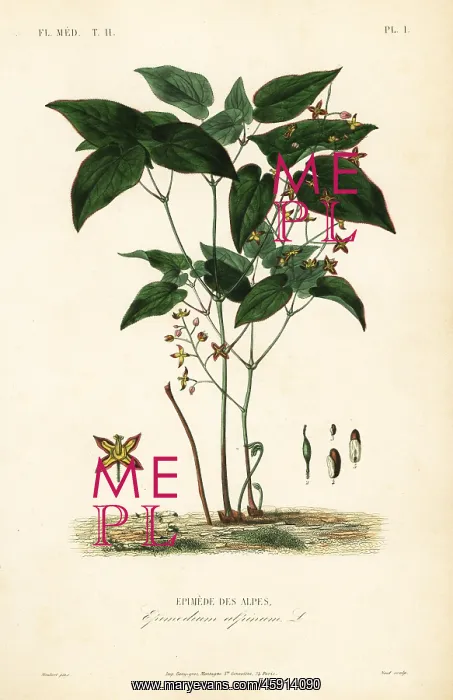 : Barrenwort or bishop's hat, Epimedium : Barrenwort or bishop's hat, Epimedium