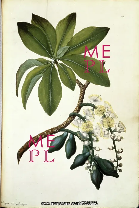 : Barringtonia calyptrata, mango pine tree : Barringtonia calyptrata, mango pine tree