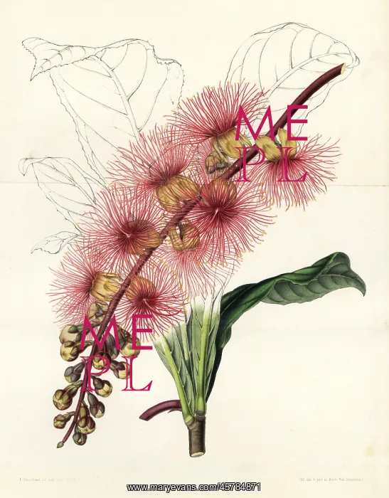 : Barringtonia macrocarpa : Barringtonia macrocarpa