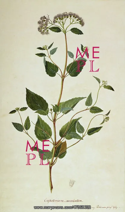 : Barrosoa apiculata : Barrosoa apiculata