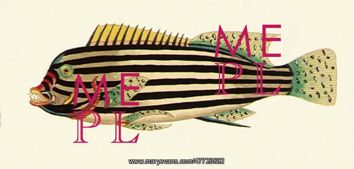  : Bartail fusilier, Caesio tile
