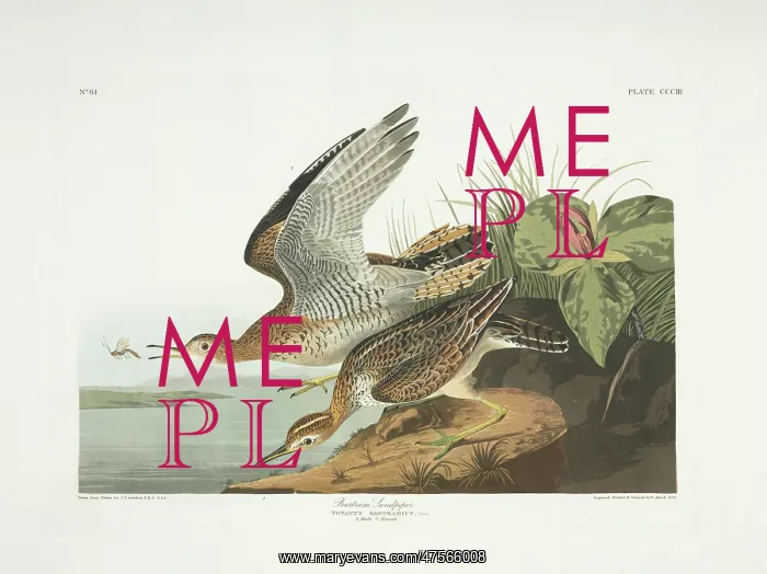 : Bartramia longicauda, upland sandpiper : Bartramia longicauda, upland sandpiper