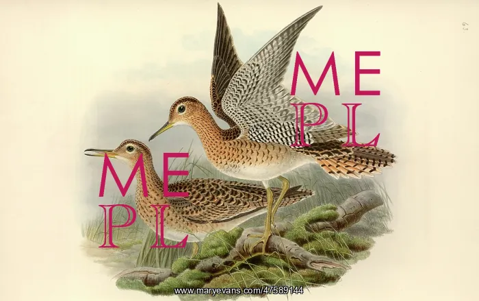 : Bartramia longicauda, upland sandpiper : Bartramia longicauda, upland sandpiper