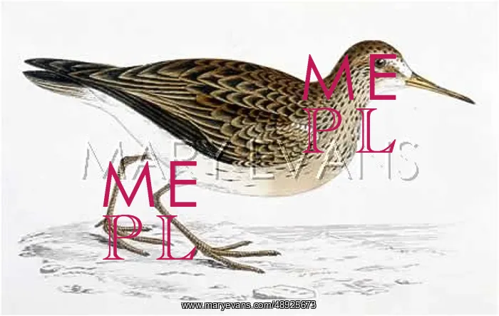  : BARTRAM'S SANDPIPER